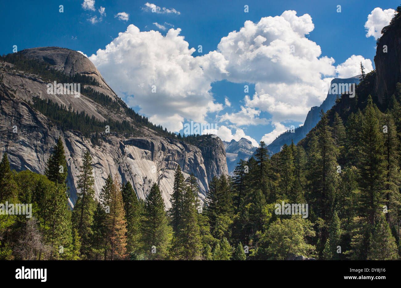 Yosemite national park animal hi-res stock photography and images - Alamy