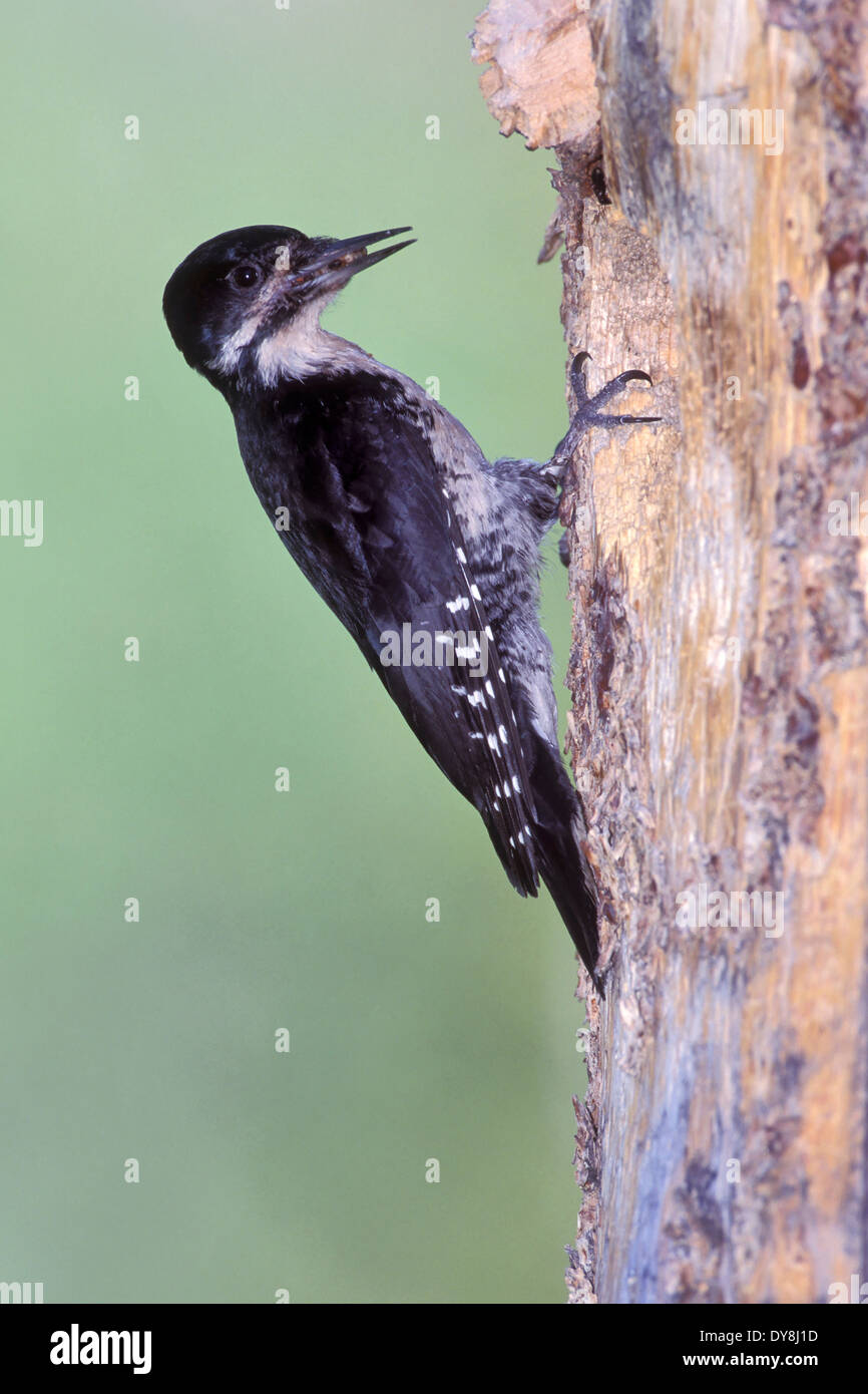Black-backed Woodpecker - Picoides arcticus - Adult female Stock Photo