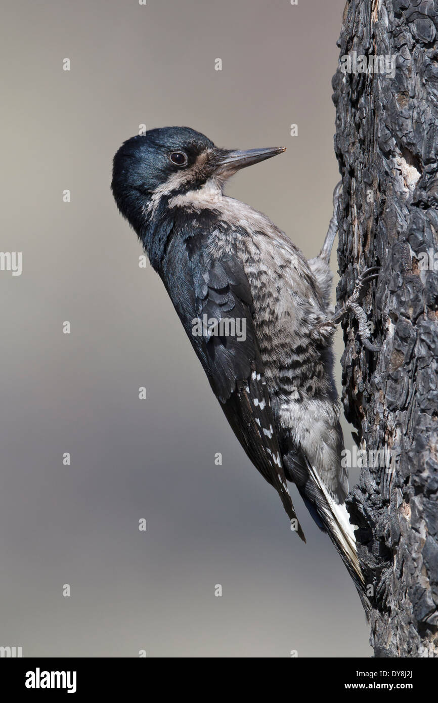 Black-backed Woodpecker - Picoides arcticus - Adult female Stock Photo