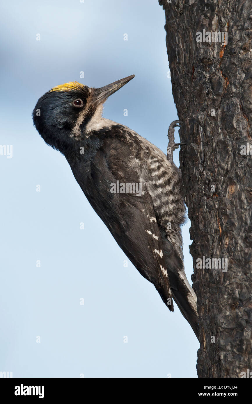 Black-backed Woodpecker - Picoides arcticus - Adult male Stock Photo