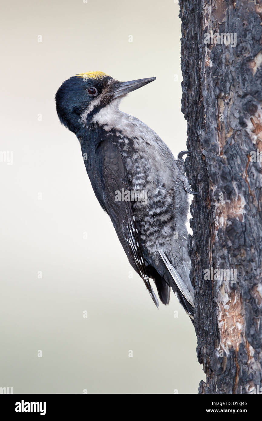 Black-backed Woodpecker - Picoides arcticus - Adult male Stock Photo