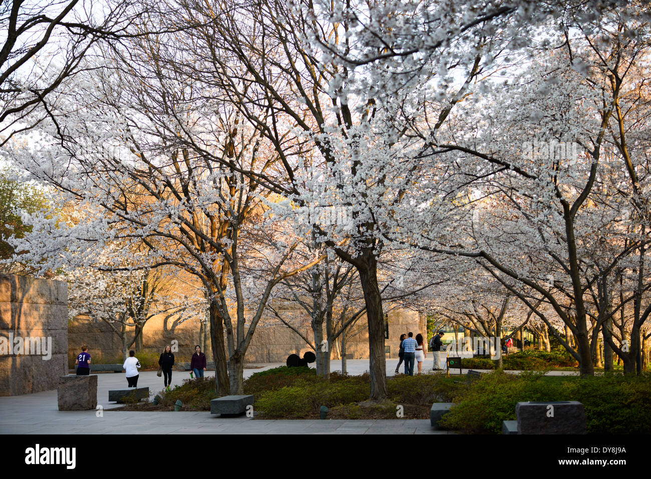 WASHINGTON DC, USA Cherry blossoms in bloom at the FDR Memorial in Washington DC Stock Photo
