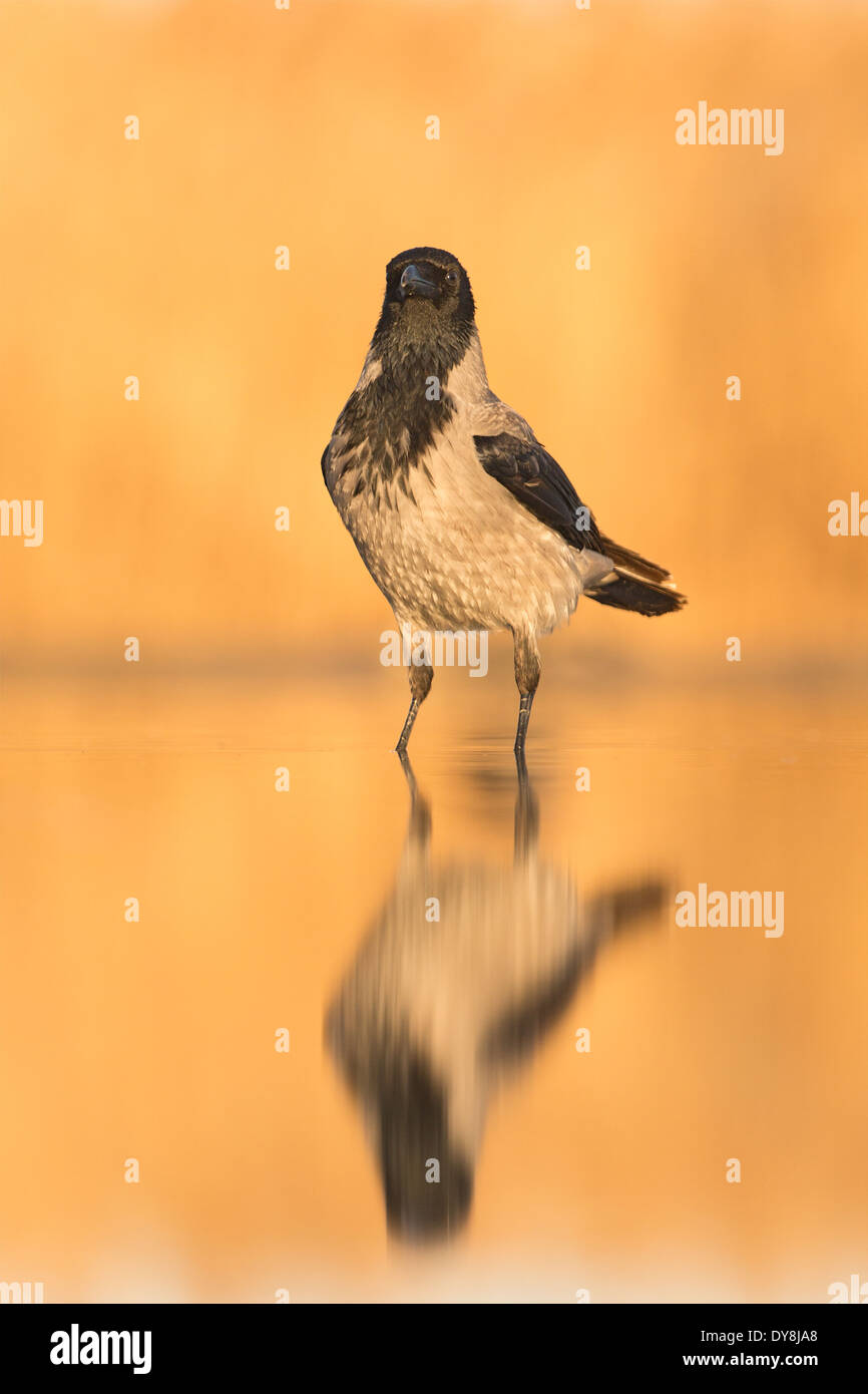 Hooded Crow (Corvus cornix) reflected in a lake Stock Photo