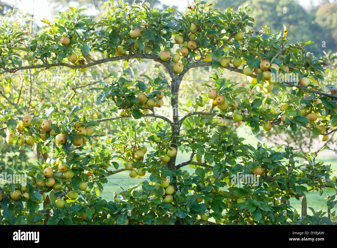 Malus Rosemary Russet, Apple. September, Autumn. Espaliered apple Stock