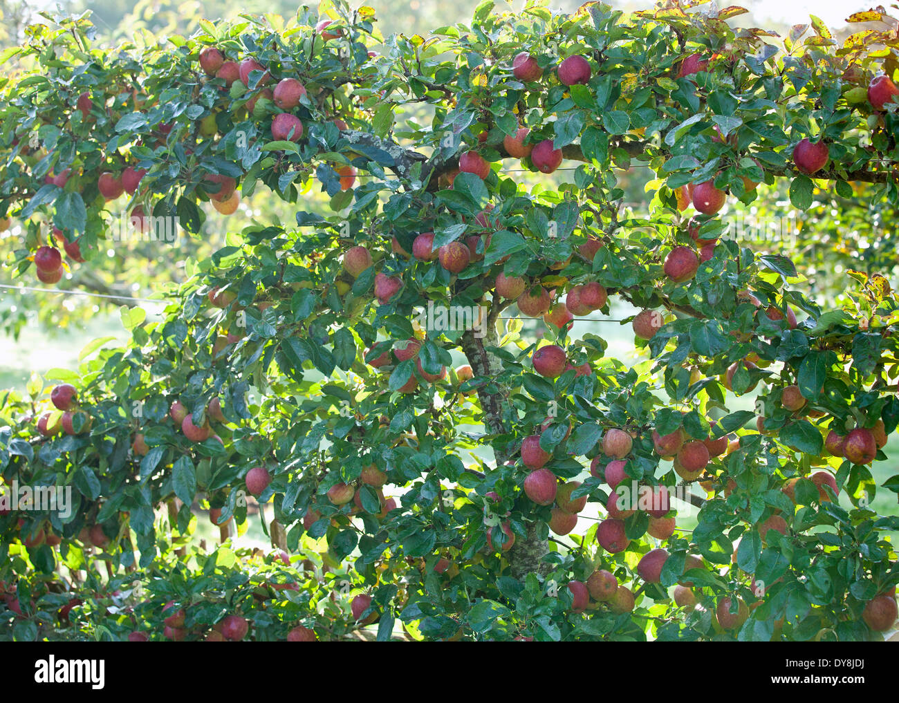 Malus Kidd's Orange Red, Apple, September, Autumn. Espaliered tree bearing fruit. Stock Photo