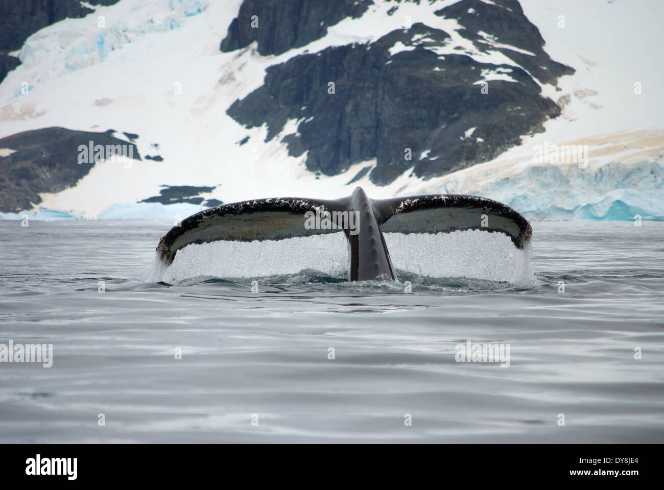 Humpback Whale tail in Antarctica Stock Photo