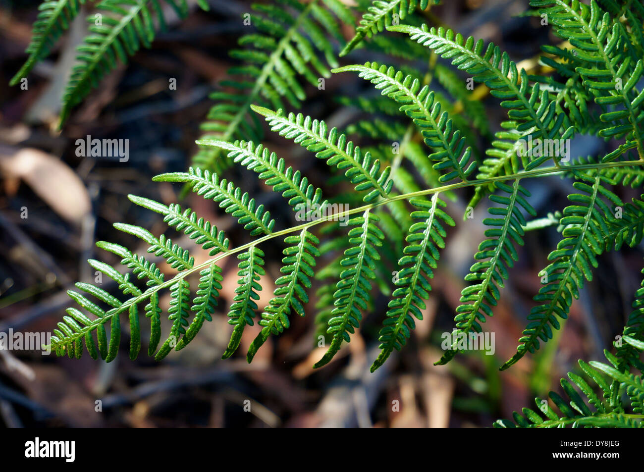 Green bracken frond in the Australian bush Stock Photo