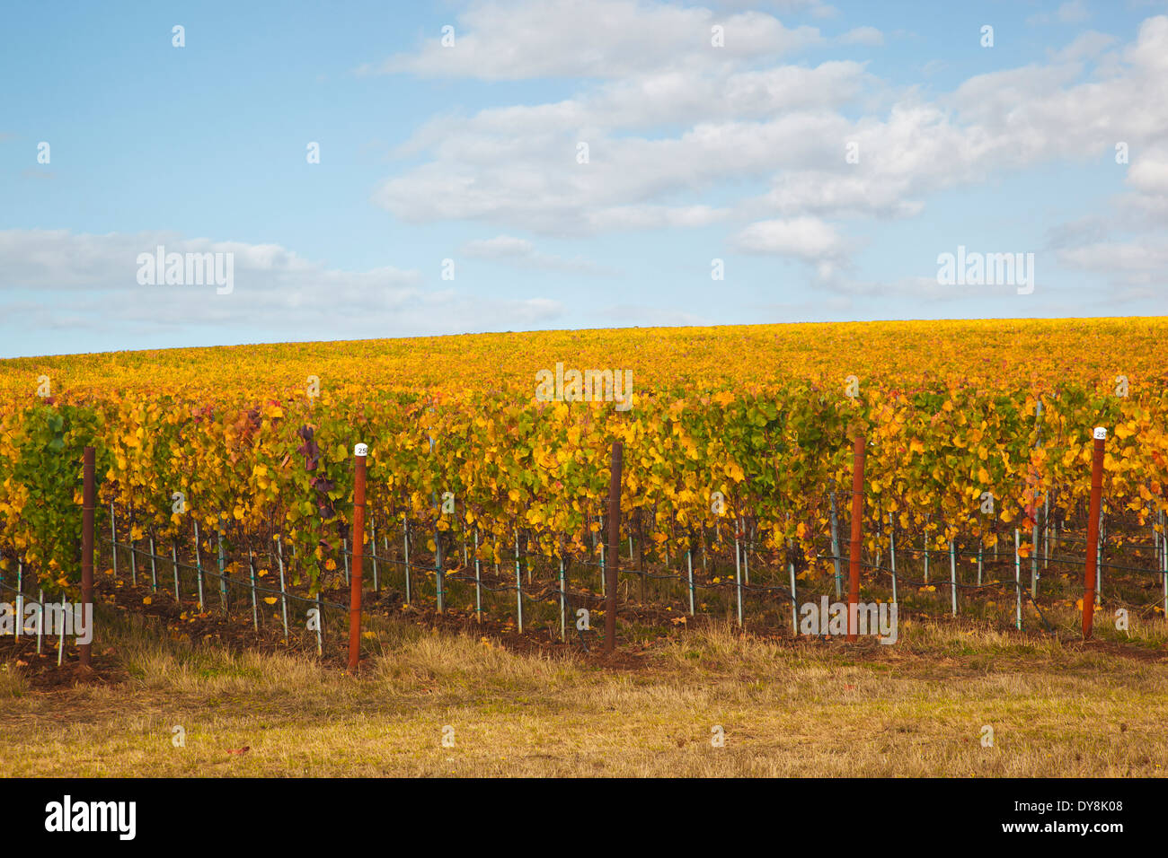 USA, Oregon, Willamette Valley vineyard Stock Photo - Alamy