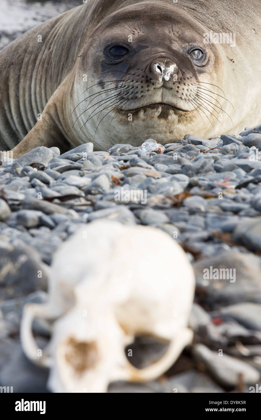 Southern Elephant Seal; Mirounga leonina, and a seal skull on Prion Island, South Georgia, Antarctica. Stock Photo