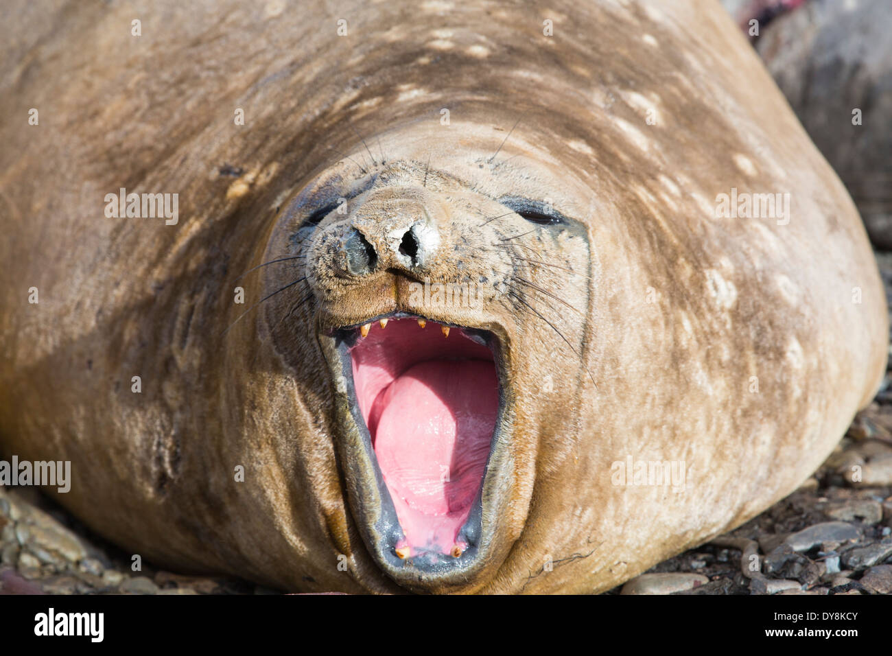 Southern Elephant Seal; Mirounga leonina, on Prion Island, South Georgia, Antarctica, yawning, Stock Photo
