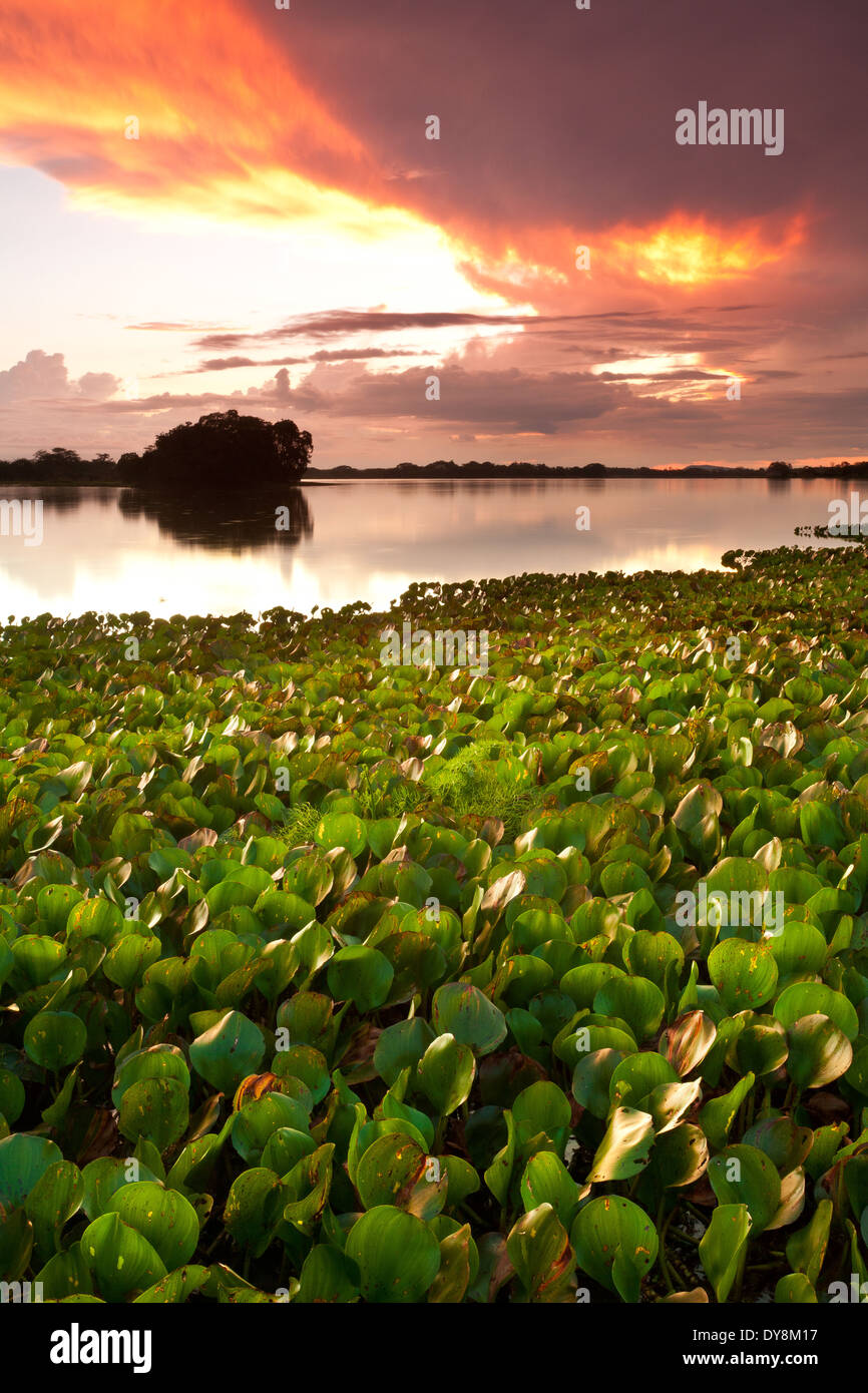 Colorful skies at sunset at Refugio de vida Silvestre Cienaga las Macanas, Herrera province, Republic of Panama. Stock Photo