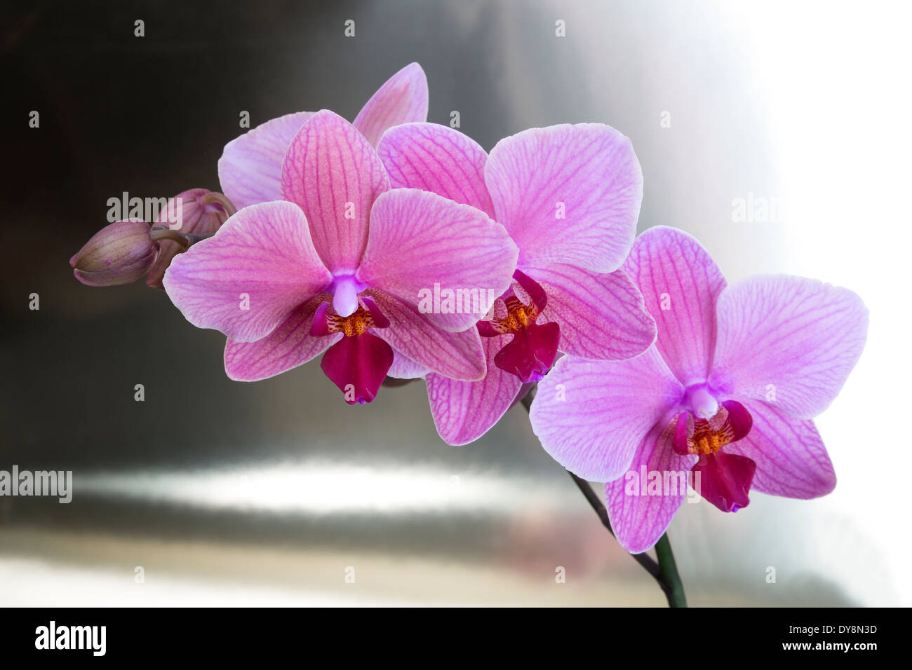 Orchids symmetry hi-res stock photography and images - Alamy