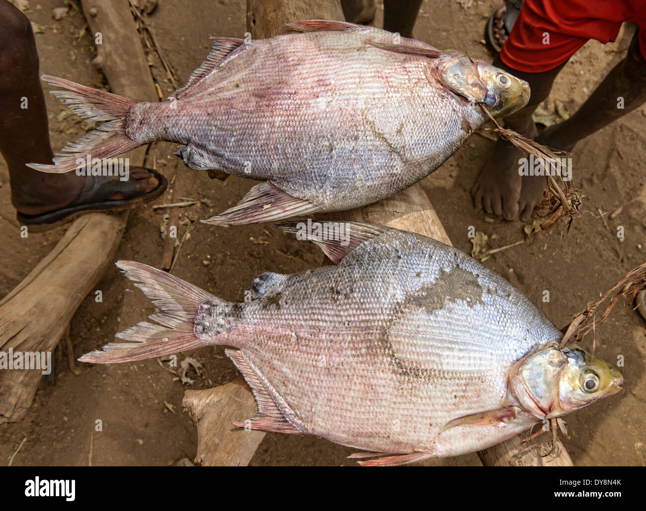 fresh tilapia from the Omo River at the market in Ormorate, Omo Valley of Ethiopia Stock Photo