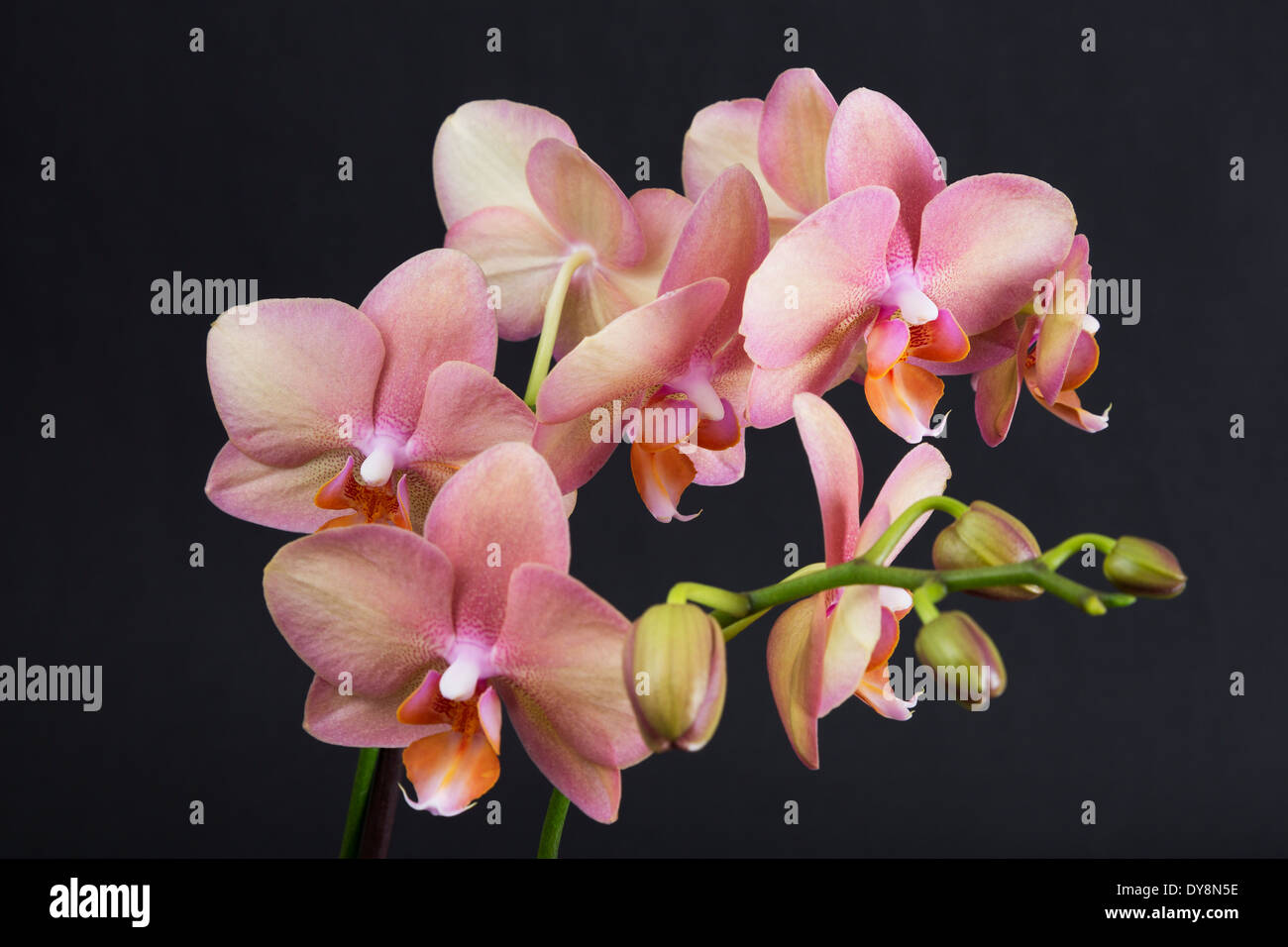 Cluster of pastel peach colored orchids with new growth with black