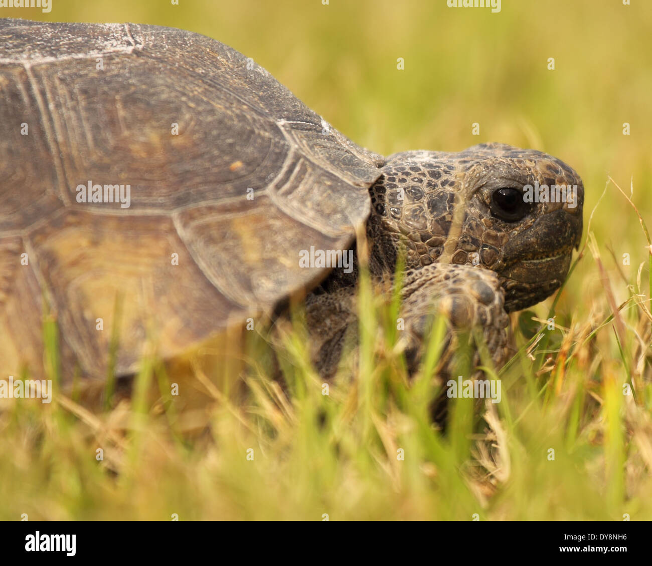 A portrait of a rare Gopher Tortoise Stock Photo - Alamy