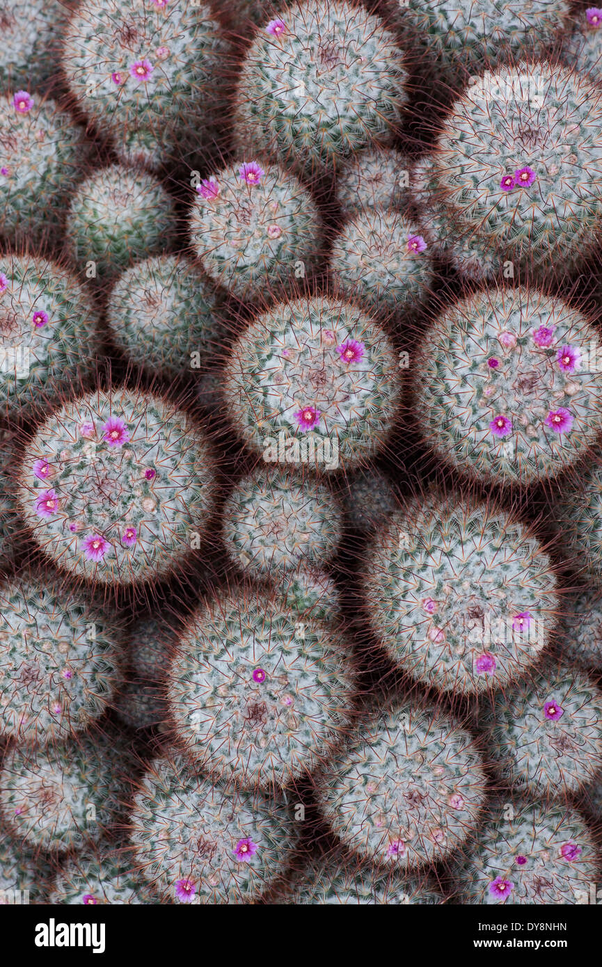 Mammillaria bombycina cactus flowering. Silken Pincushion cactus Stock Photo