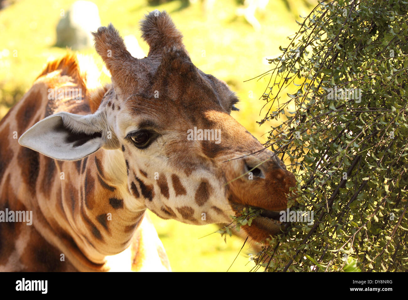 A Giraffe taking a bite. Stock Photo