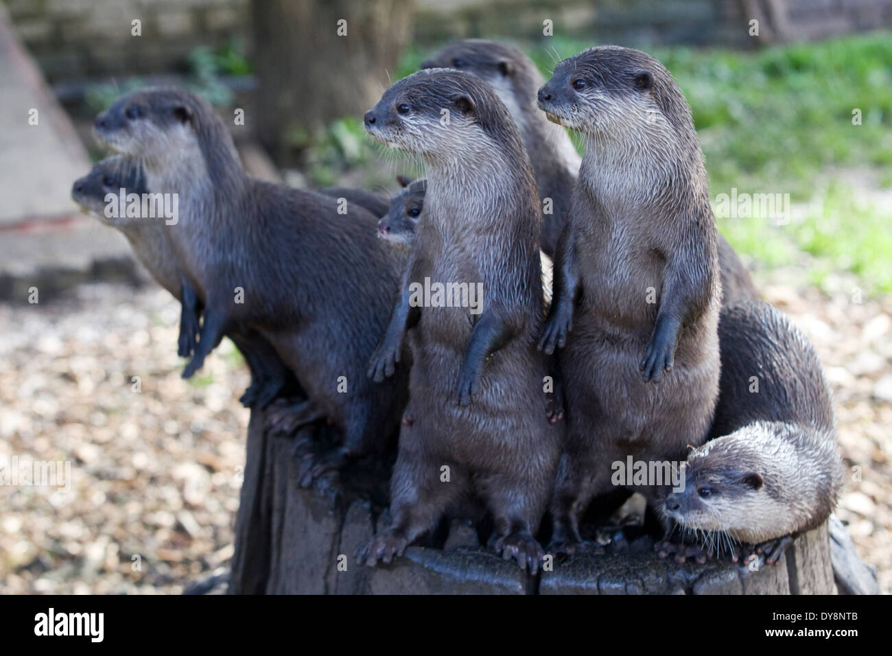 European river otters Stock Photo