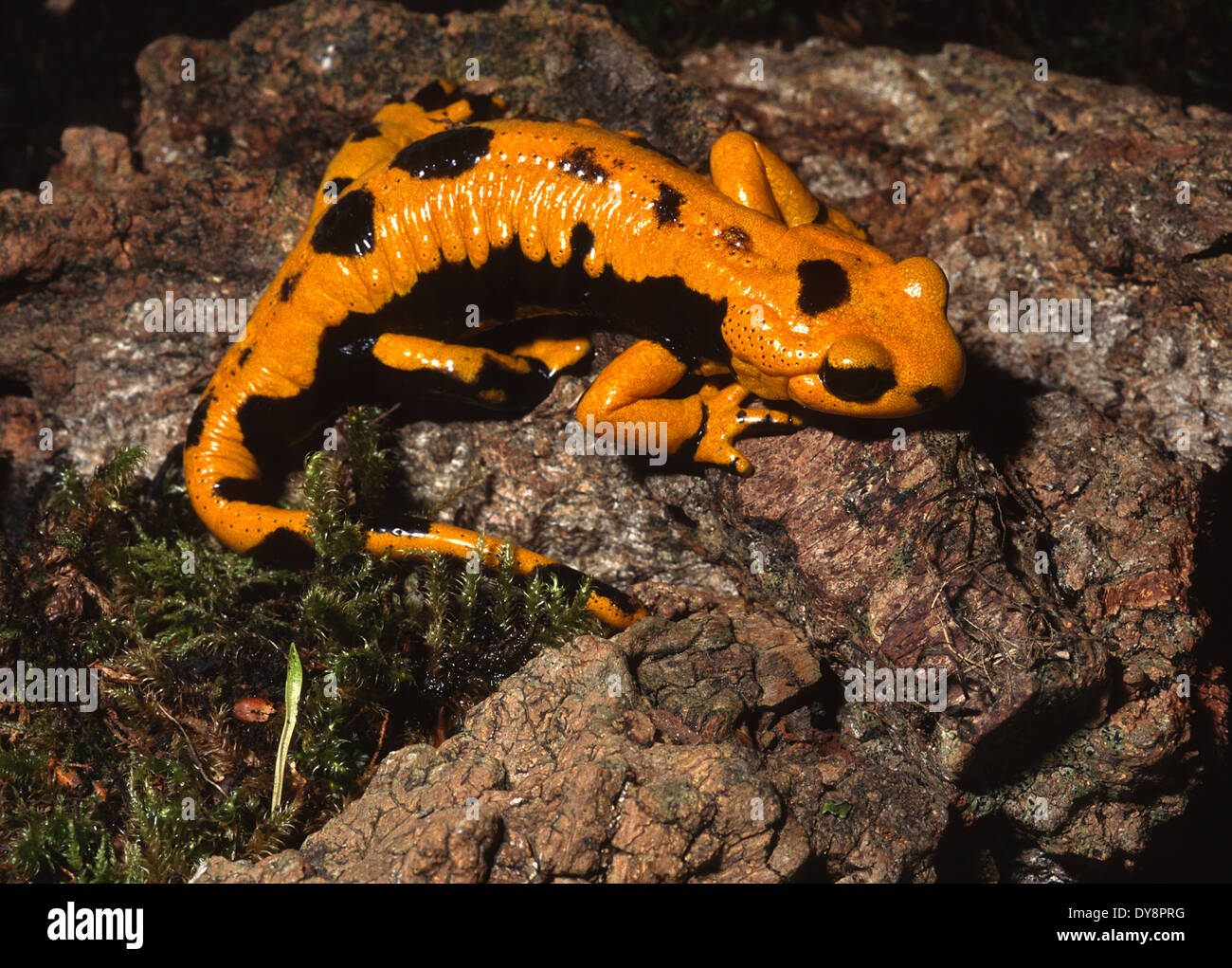 Fire salamander Salamandra salamandra gligliolii, Salamandridae