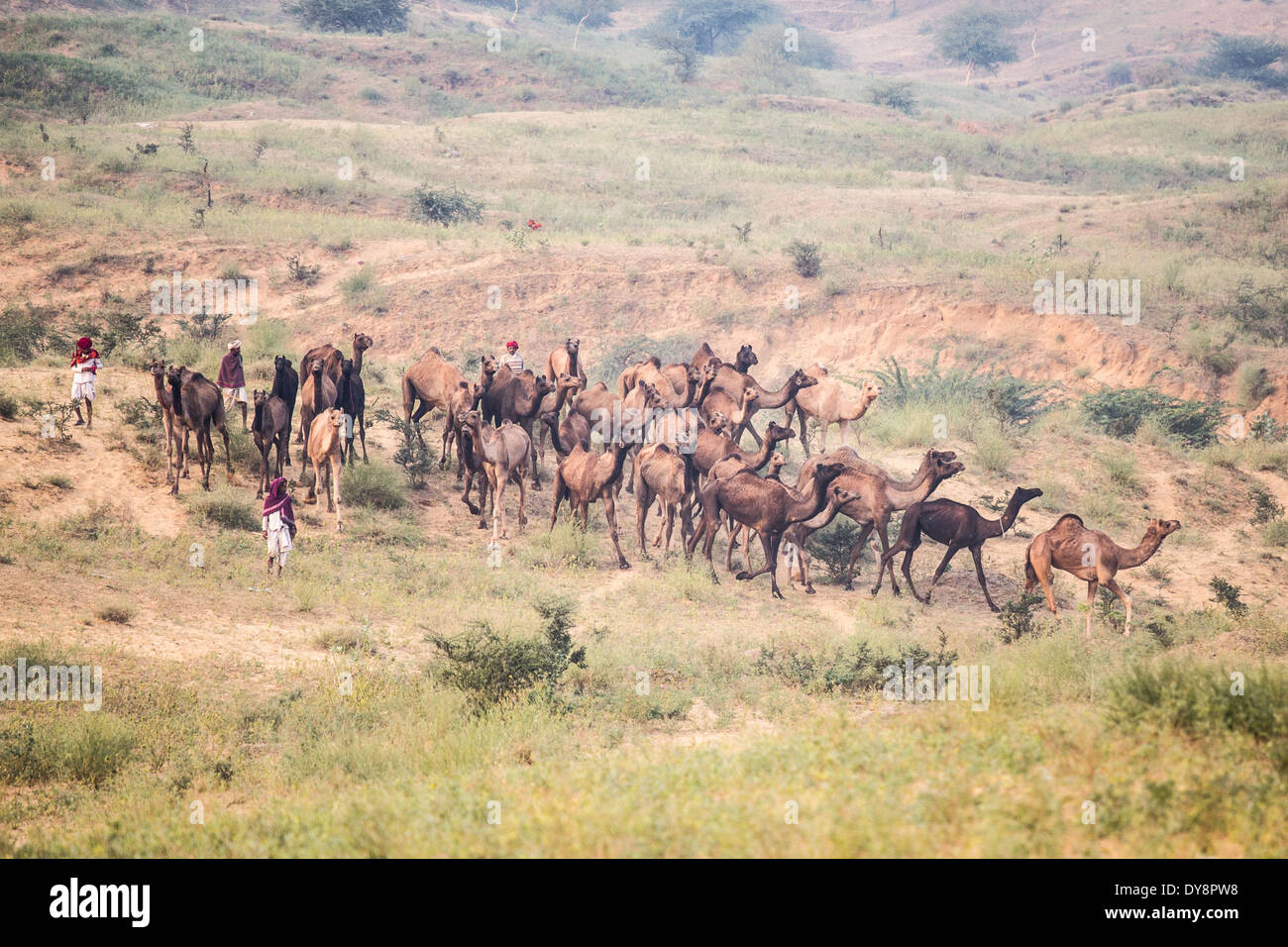 Camel herding hi-res stock photography and images - Alamy