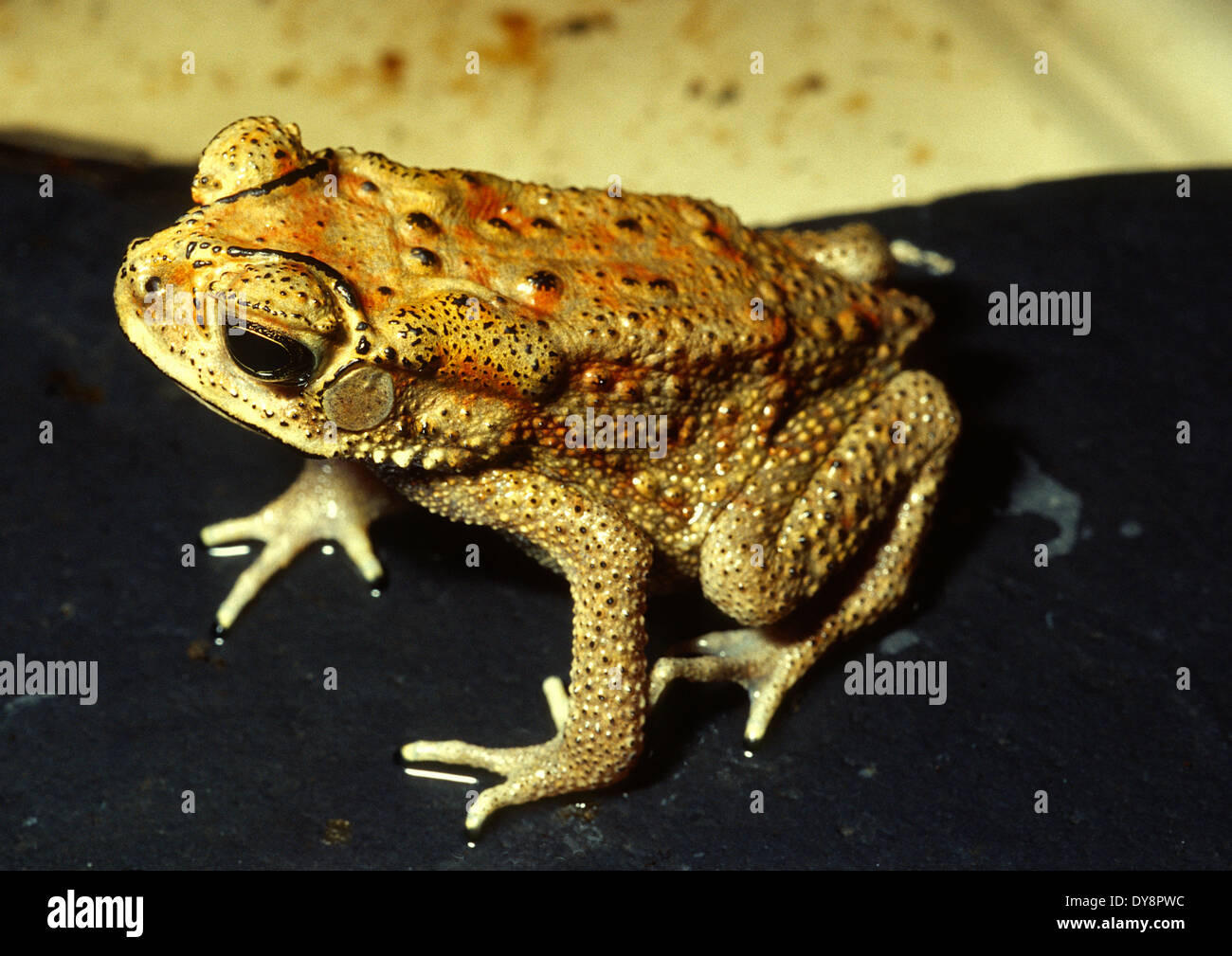 Common Asia Toad, Duttaphrynus melanostictus, Asia Stock Photo