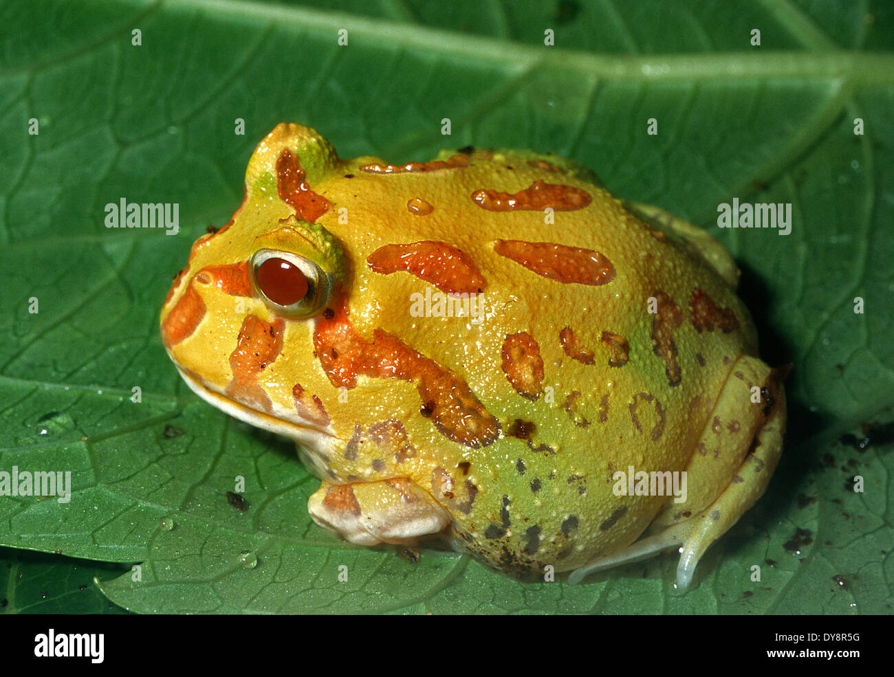 Albin Ornate Horned Frog, Ceratophrys ornata, Ceratophryidae, South