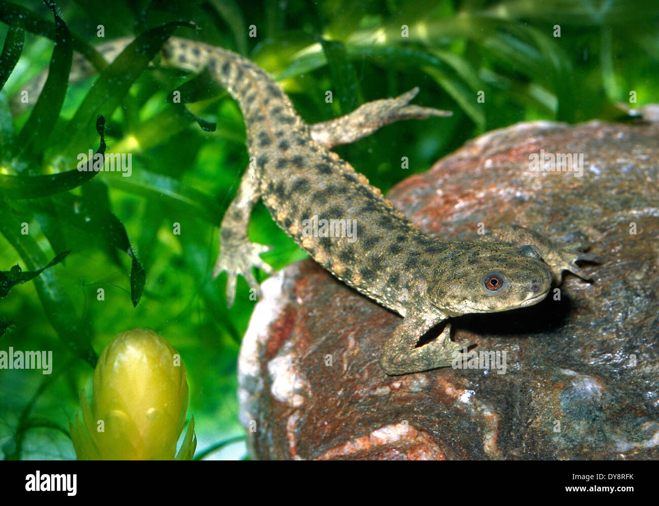 Spanish ribbed newt Pleurodeles waltl juv., Salamandridae, Spain Europe