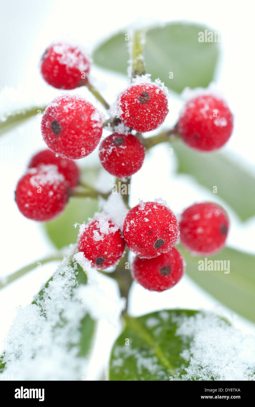 Close up of Ilex aquifolium, Common Holly. Shrub, December. Red berries covered in snow and ice. Stock Photo