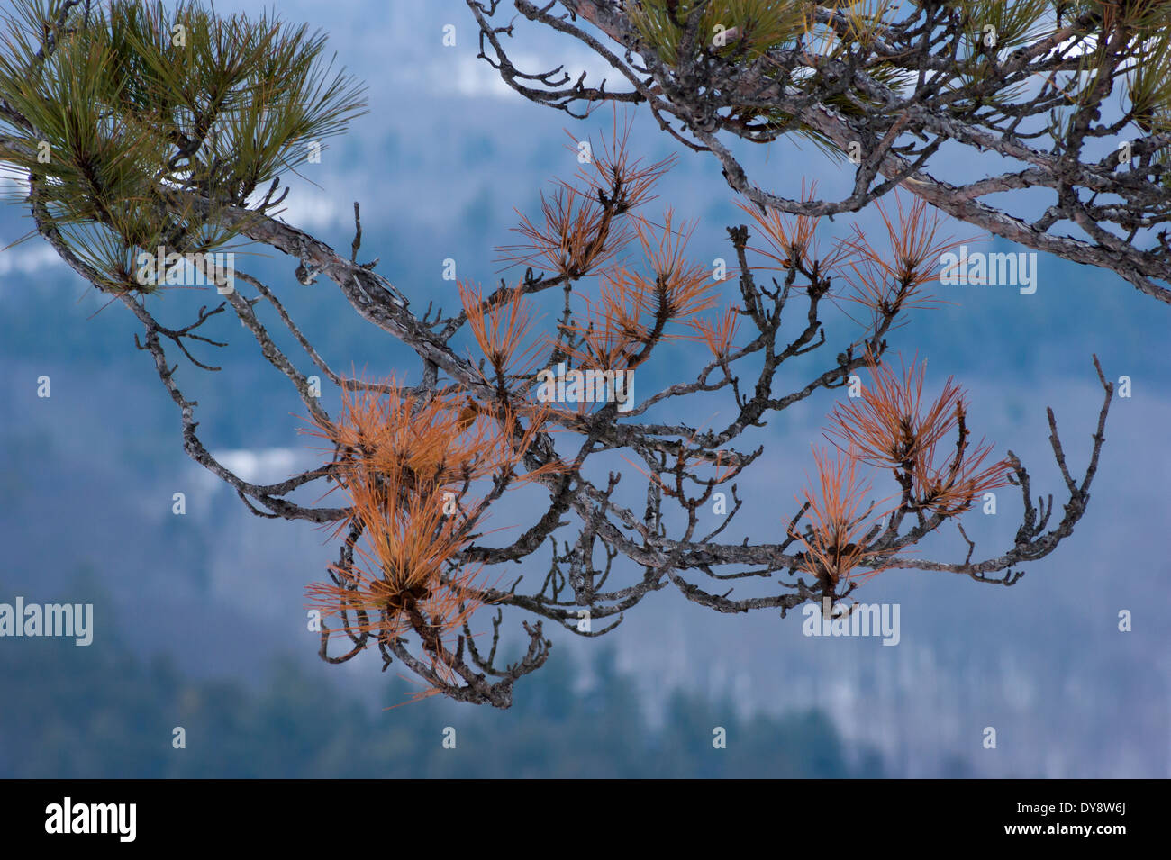 Dying pine tree branch against a wintry forest backdrop Stock Photo Alamy