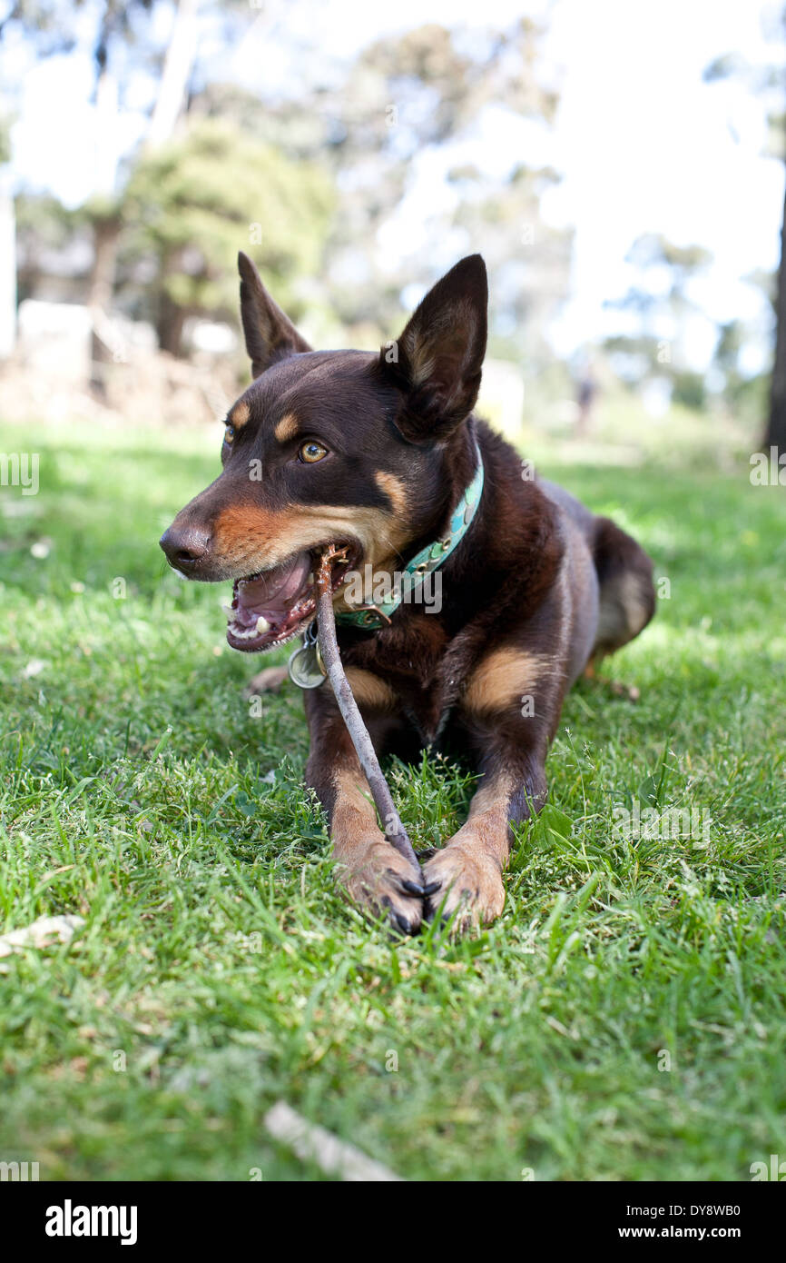 Are Kelpie Dogs Aggressive