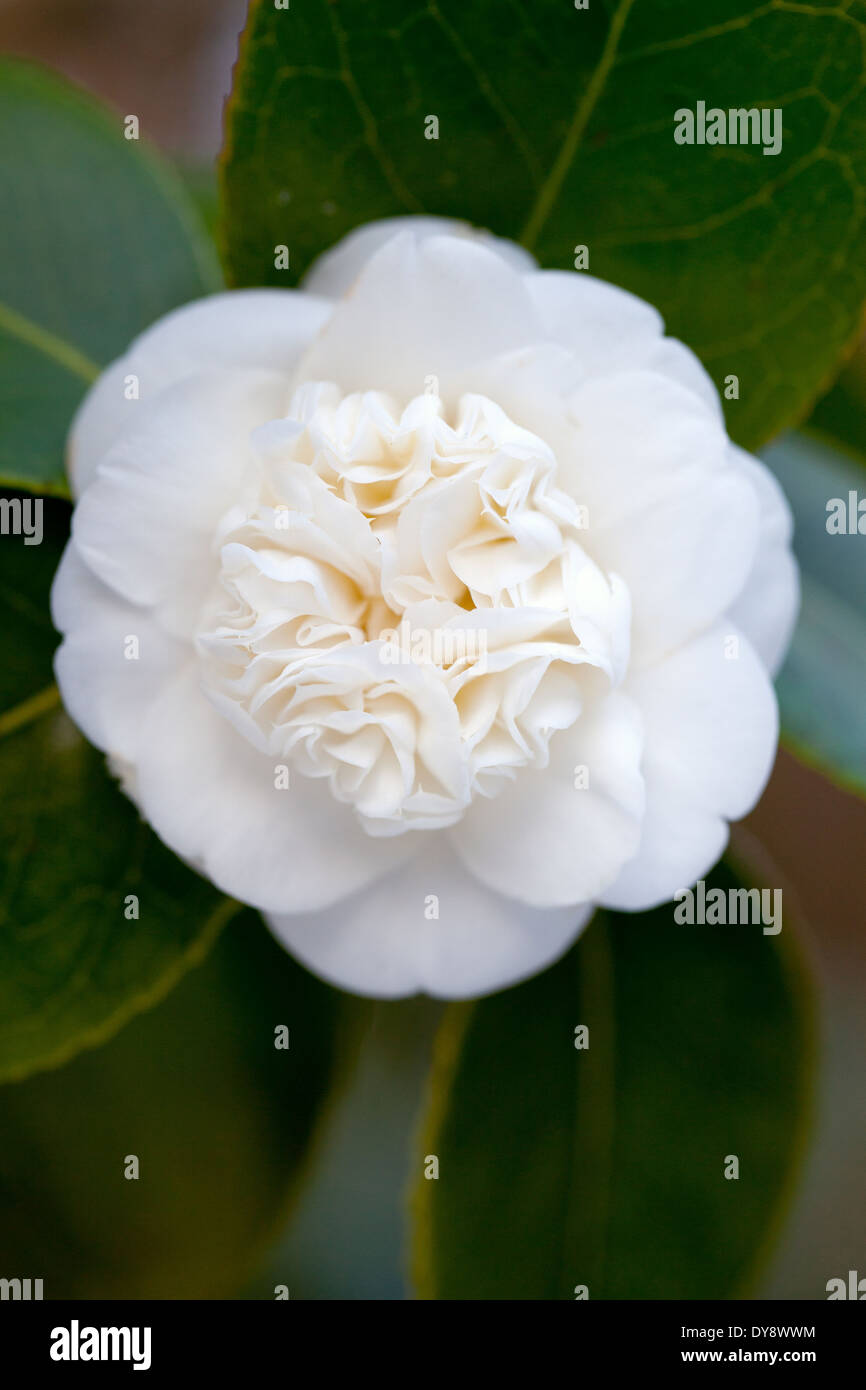 Close up of Camellia japonica Nobilissima. December, Winter. Shrub. Single white flower. Stock Photo