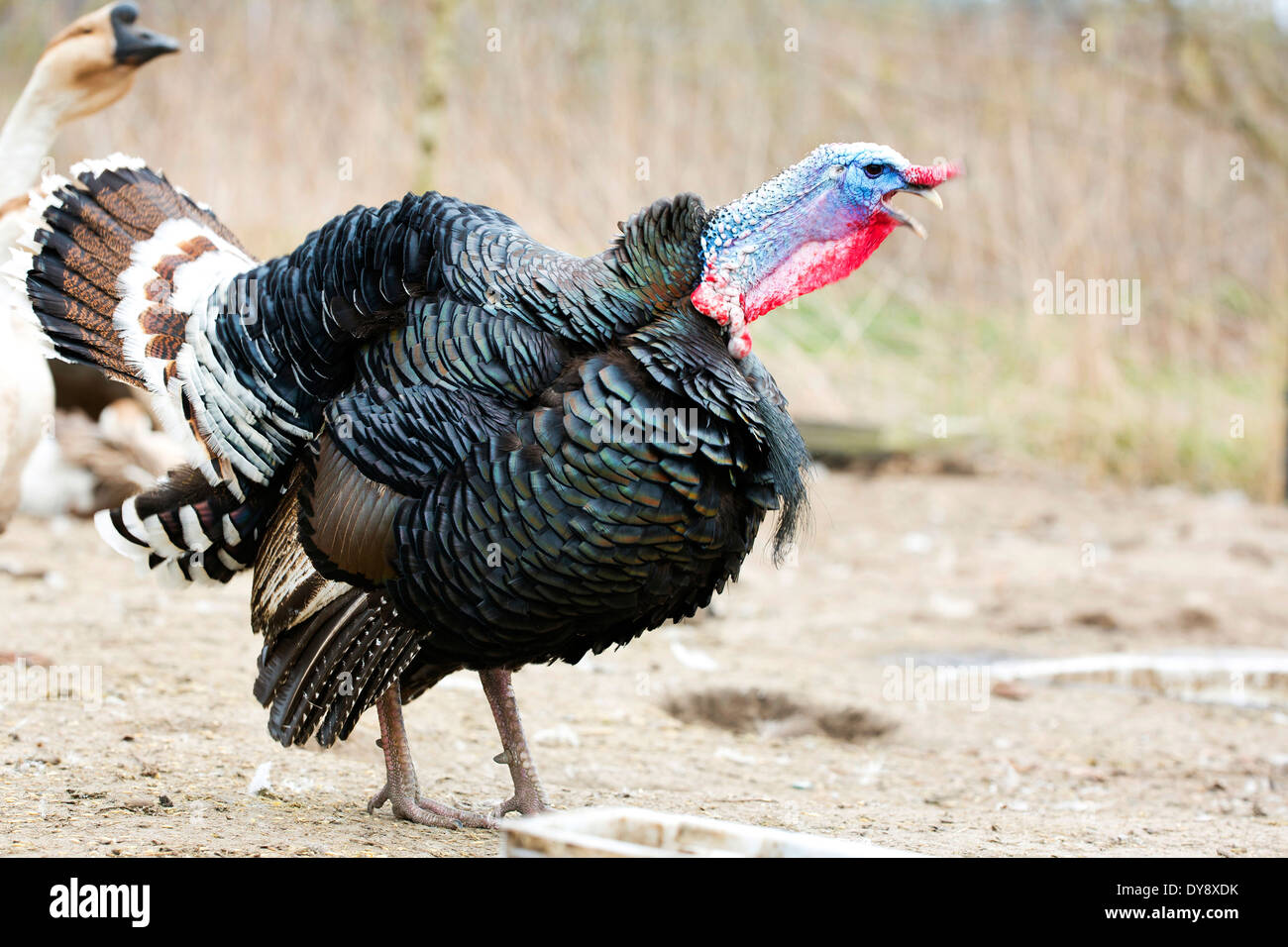 Turkey on the farm Stock Photo