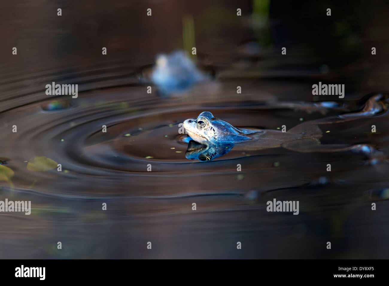 Floating moor frogs Stock Photo - Alamy