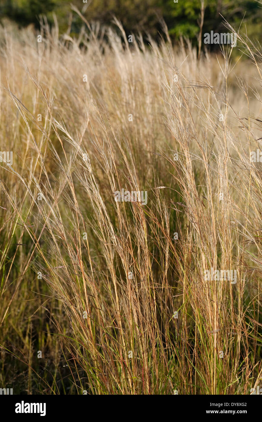 South Africa, Magaliesburg, 2010 Highveld grasses. . Graeme Williams Stock Photo Alamy