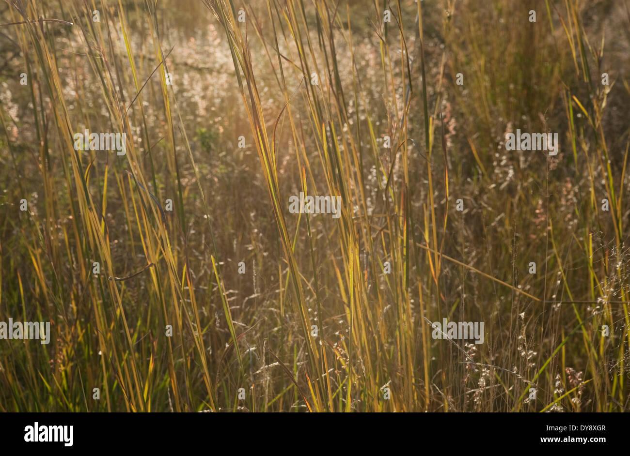 South Africa, Magaliesburg, 2010: Highveld grasses. . Graeme Williams Stock Photo