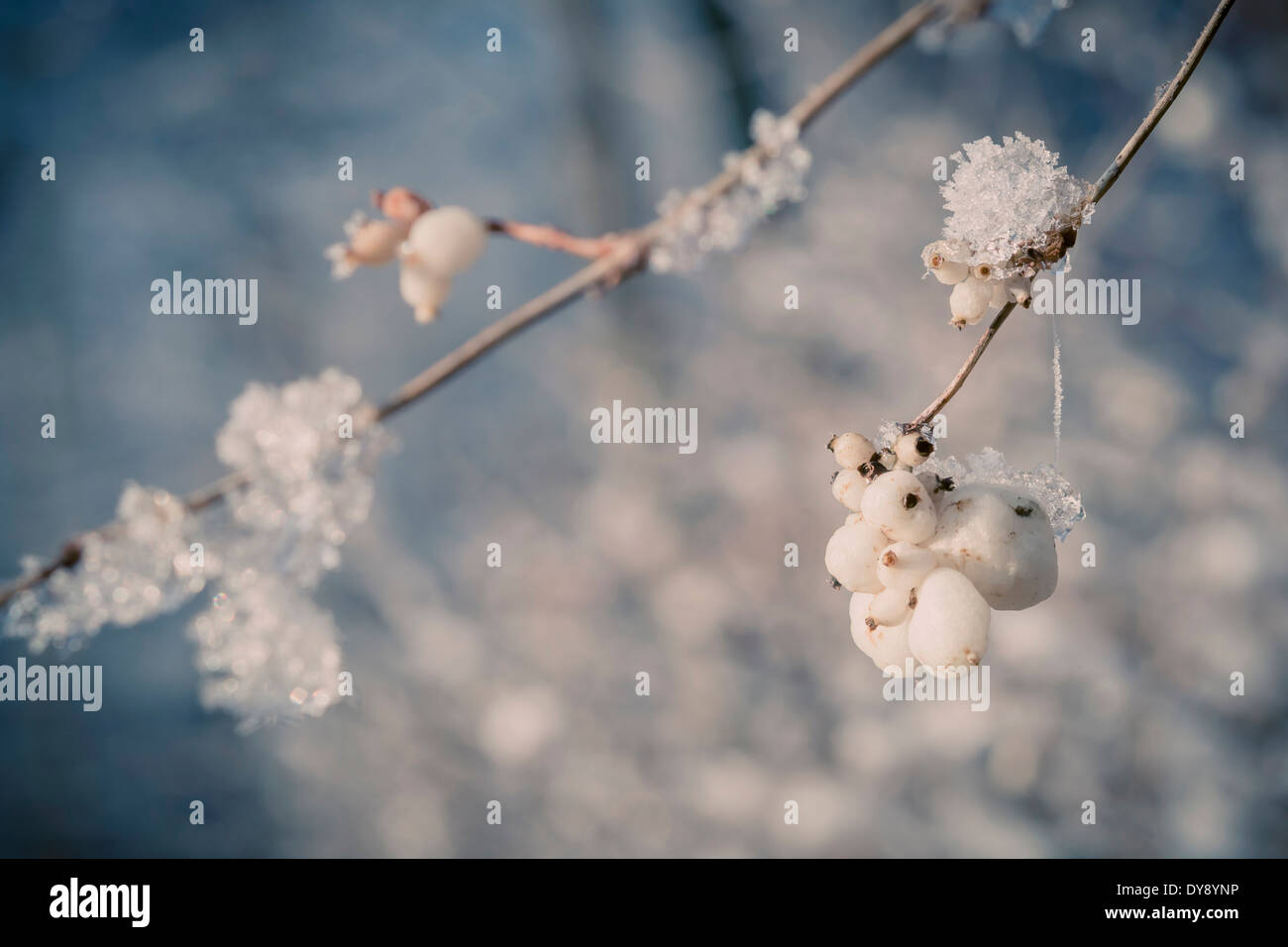 Snowcovered snowberries (Symphoricarpos), close-up Stock Photo