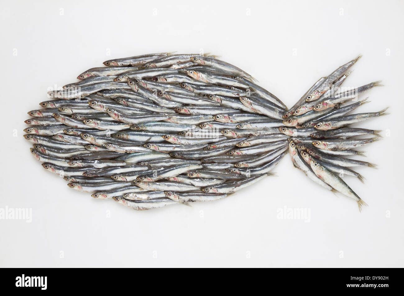 Big fish formed of anchovies (Engraulidae) on white ground Stock Photo ...