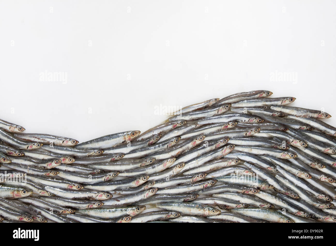 Wave formed of anchovies (Engraulidae) on white ground Stock Photo Alamy