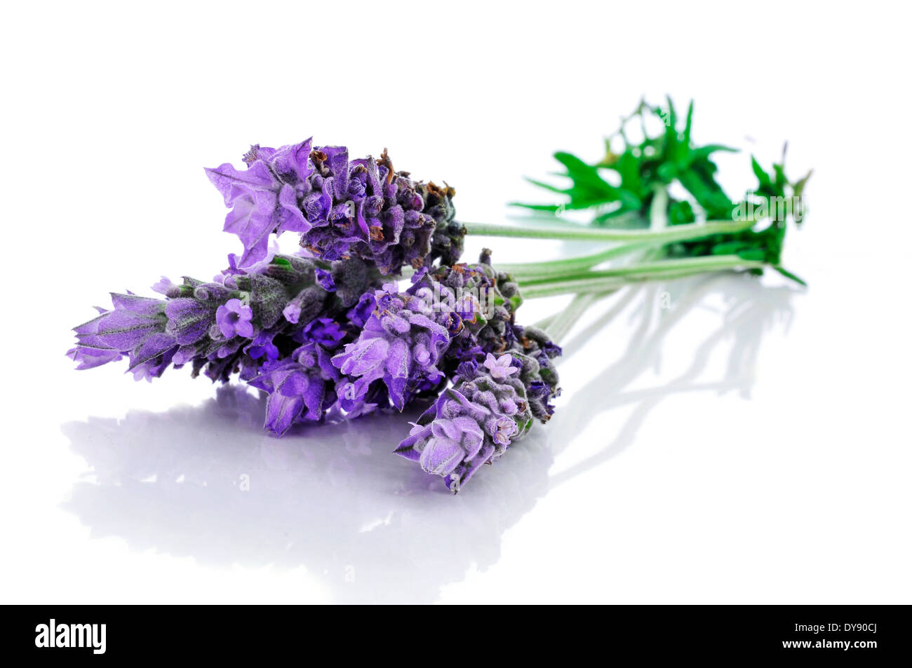 a pile of lavender flowers on a white background Stock Photo