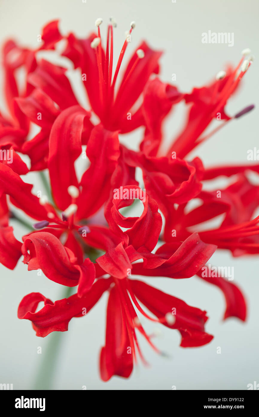 Nerine 'Berlioz', Bulb. October.Red flower. Stock Photo