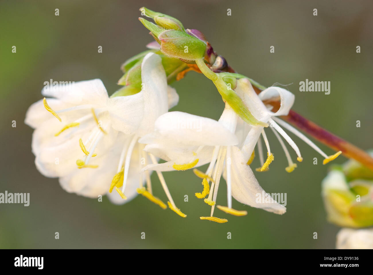 Lonicera 'Standishii', Winter Honeysuckle. December, Shrub. White scented flowers. Stock Photo