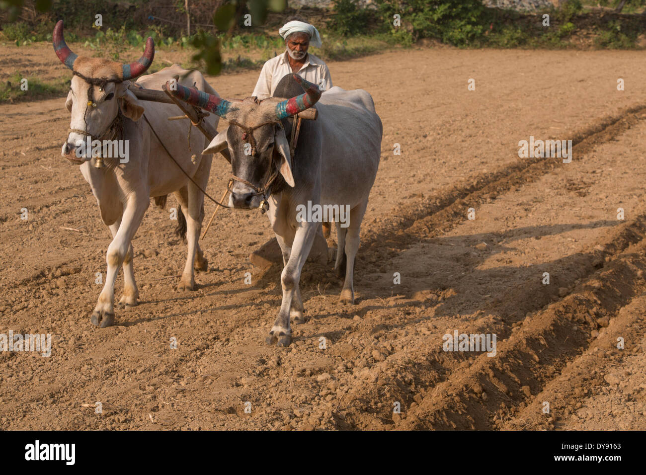 Agriculture, India, Asia, India, agriculture, farmer, plow, cows, Stock Photo