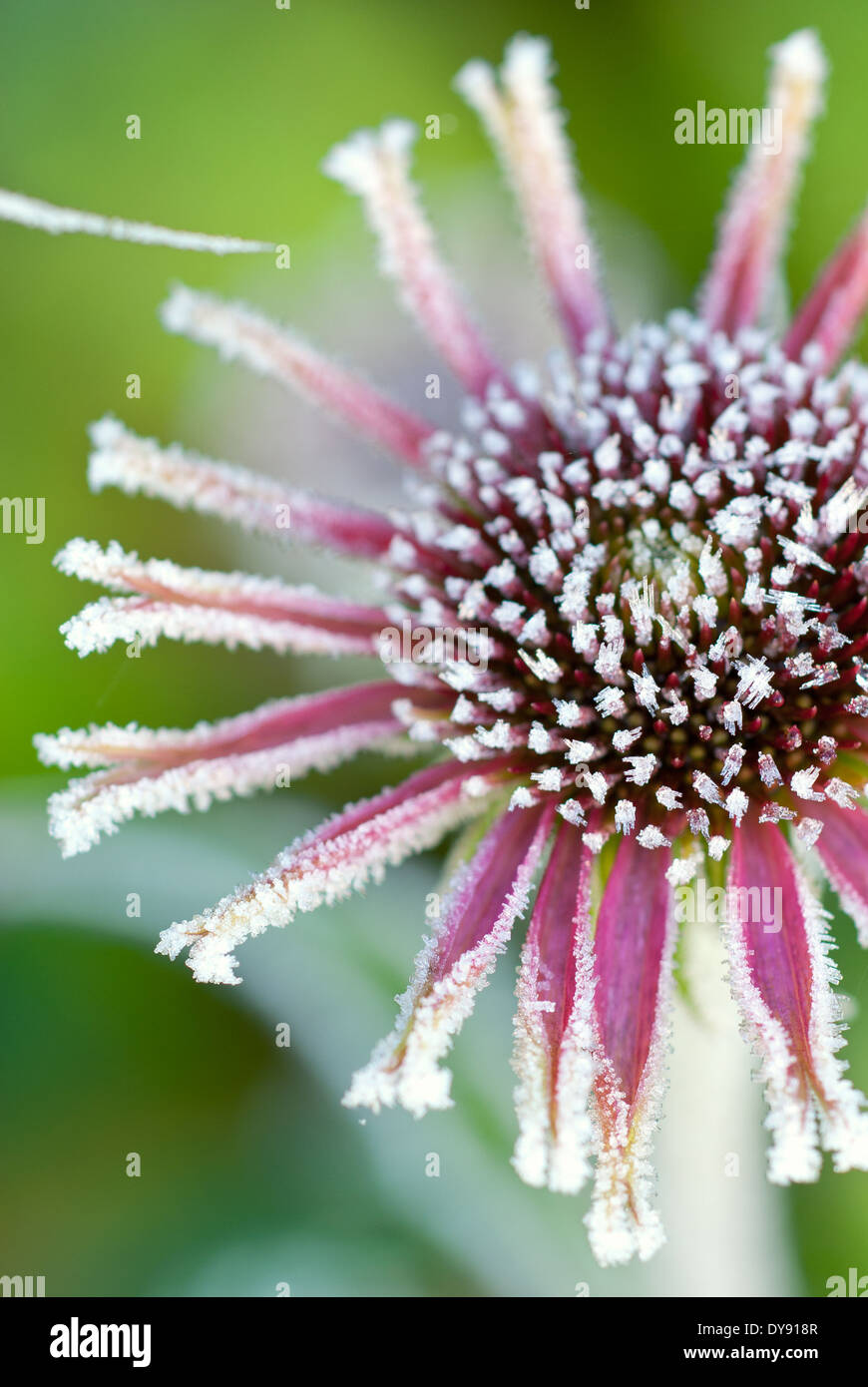 Echinacea, Coneflower. Perennial, November. Flower covered in frost. Stock Photo