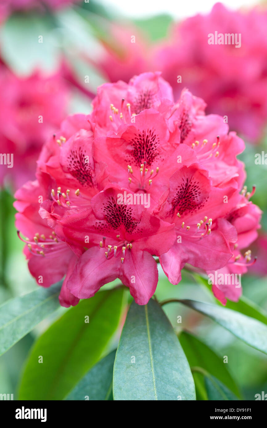 Rhododendron Nova Zembla, Rhodo, Shrub, May. Pink flowerhead. Stock Photo