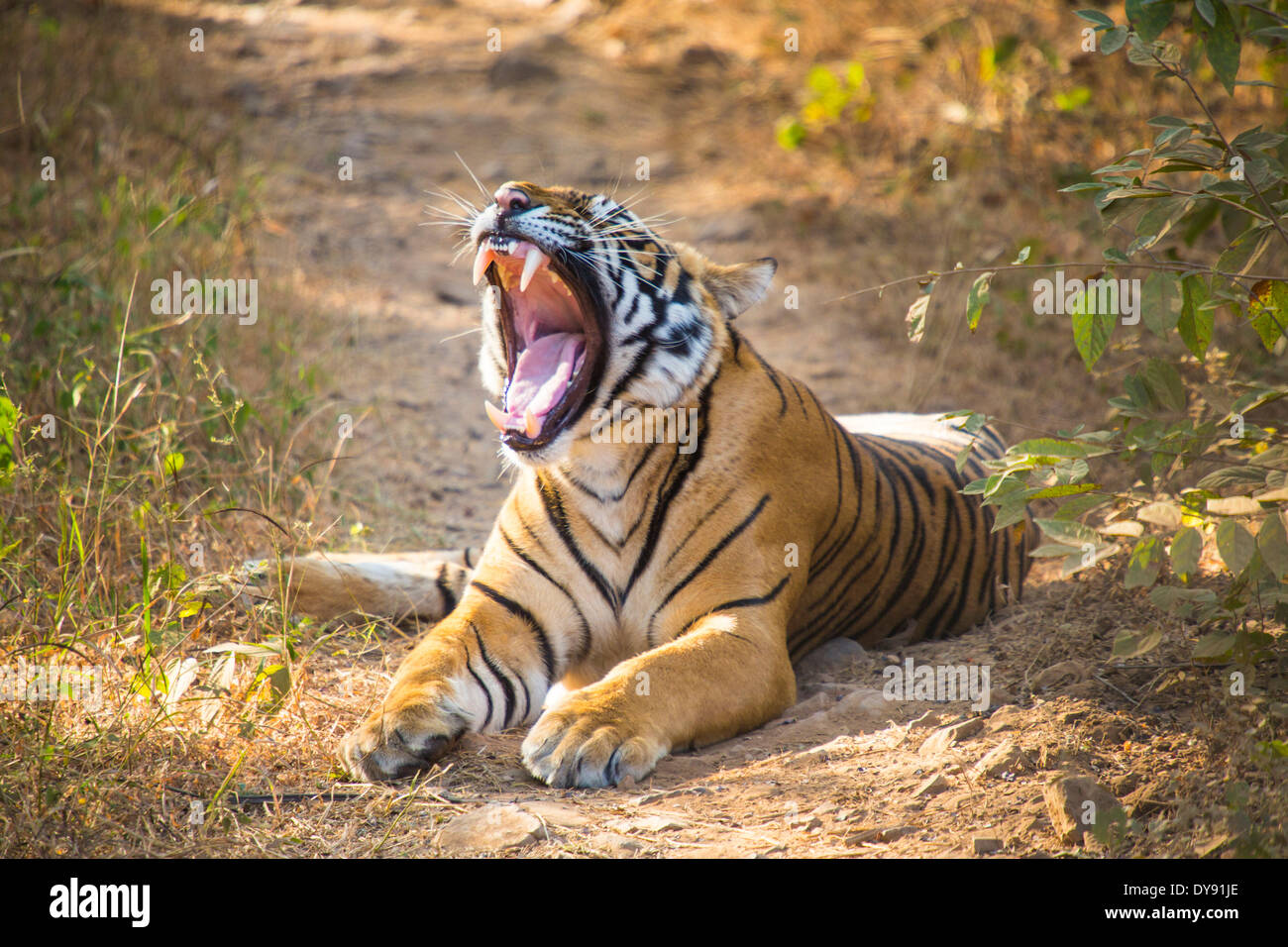 Indian, tiger, Ranthambore, national park, Asia, India, Rajasthan, animal, Stock Photo