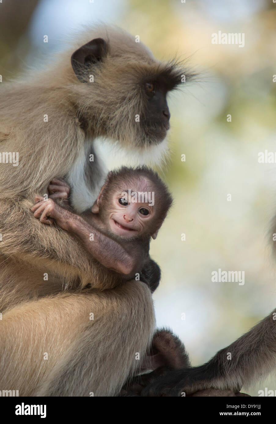 Hulman, Hanuman, Indian, monkey, Asia, animals, animal, female, young, Stock Photo