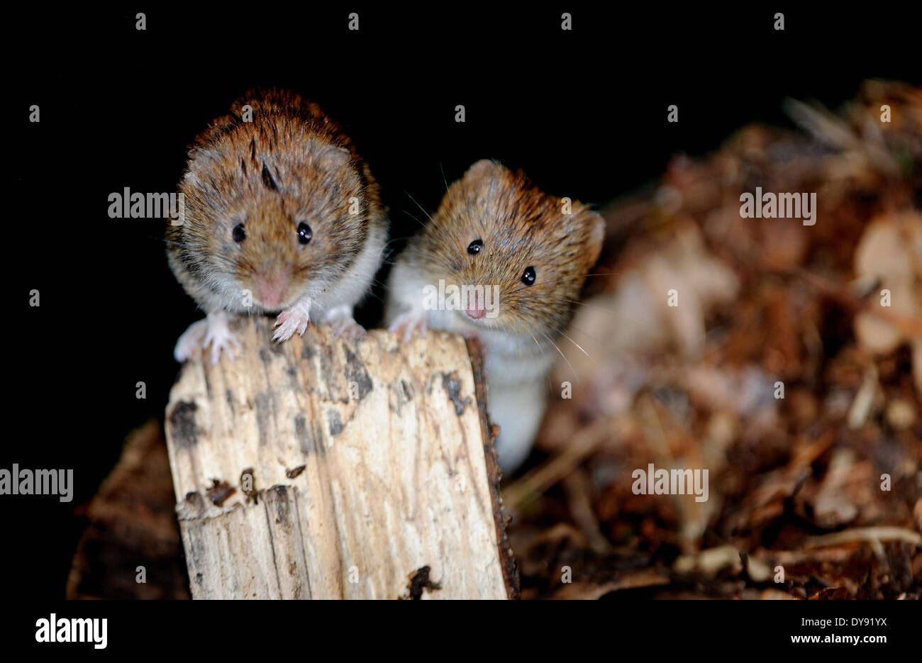 bank vole wintry forest ground Myodes glareolus mouse mammals vertebrates mice field mice voles muroids cricetids bank voles, Stock Photo