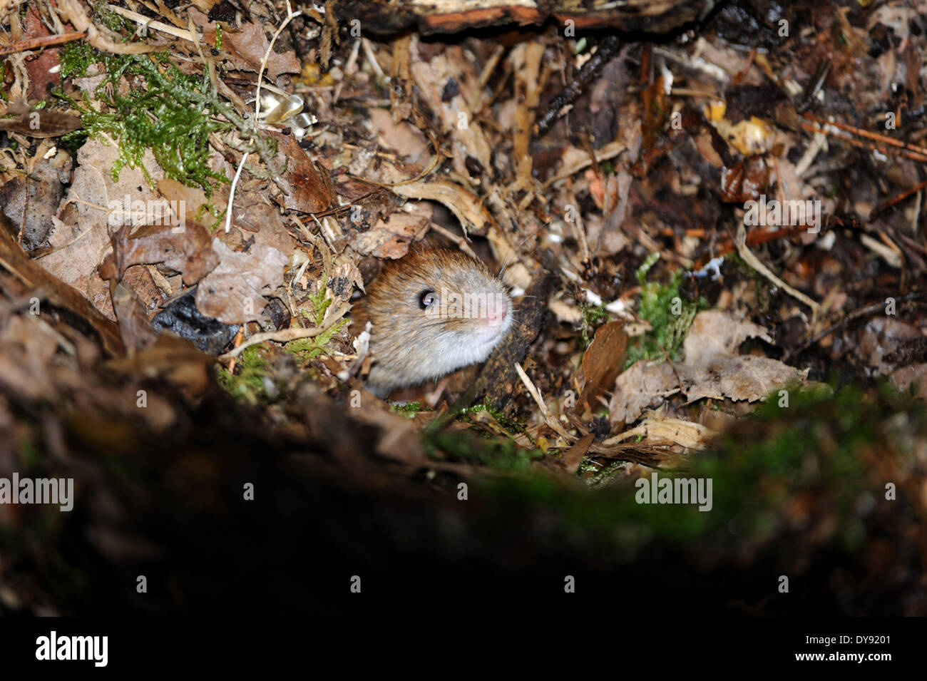 bank vole wintry forest ground Myodes glareolus mouse mammals