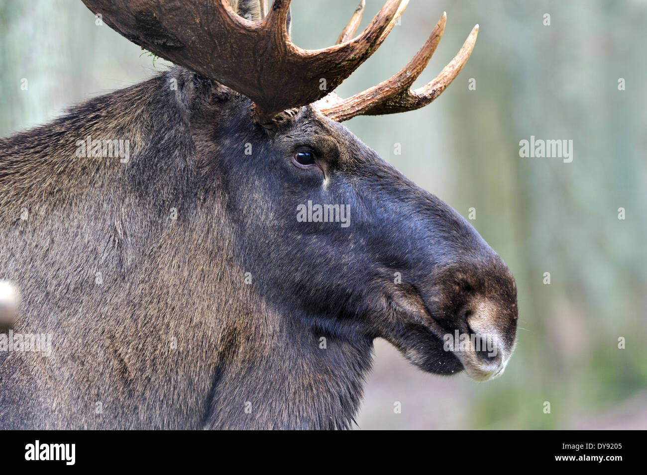 Elk Moose Alces alces New World deer elk cloven-hoofed animal deer stag  stags European elk moose bull elk autumn animal anim Stock Photo - Alamy