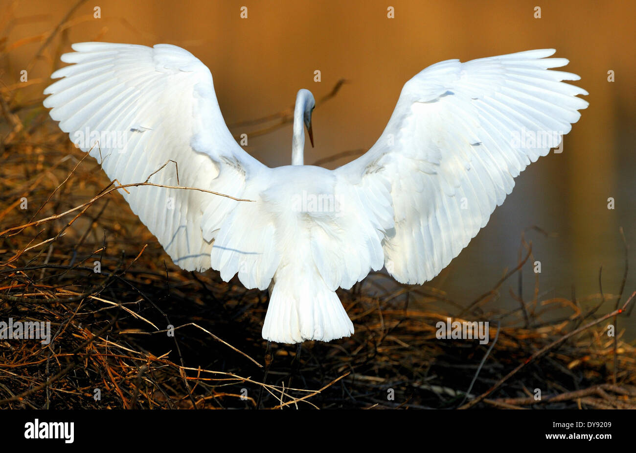 Egret Casmerodius albus heron ciconiiformes birds water birds fly egrets beaver lodge Altmuehl lake Franconia animal animals, Stock Photo